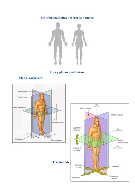 Posicion Anatomica Del Cuerpo Humano Apuntes De Anatomía Docsity