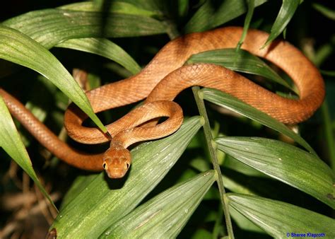 Where Did The Brown Tree Snake Come From Animal Enthusias Blog
