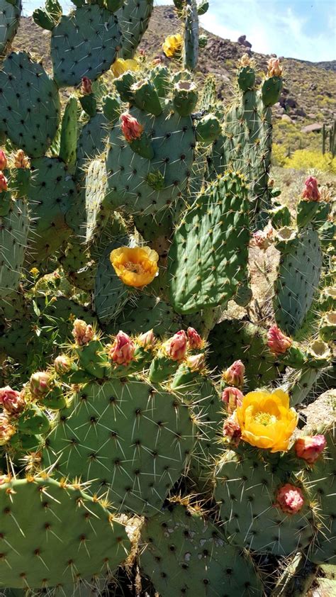 Beautiful Cactus Bloom In The Sonoran Desert Cave Creek Az Photorator