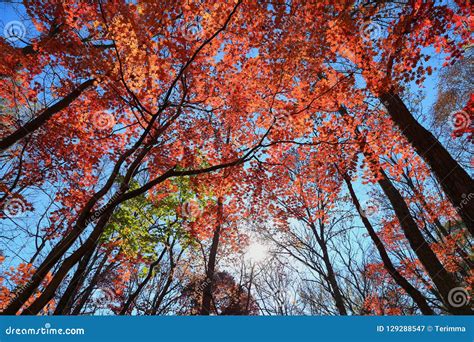 Autumn Forest Red Maple Trees Stock Image Image Of Colorful Trees