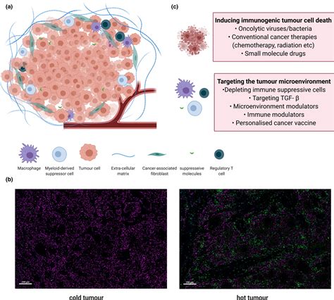 Therapeutic Strategies To Remodel Immunologically Cold Tumors Wang