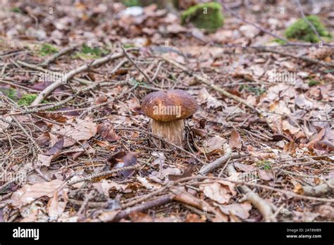 Porcini Mushrooms In The Bavarian Forest Germany Stock Photo Alamy