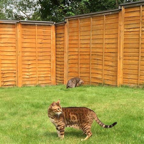 Oscillot Cat Proof Fence Diy Kit 2m Slate Grey