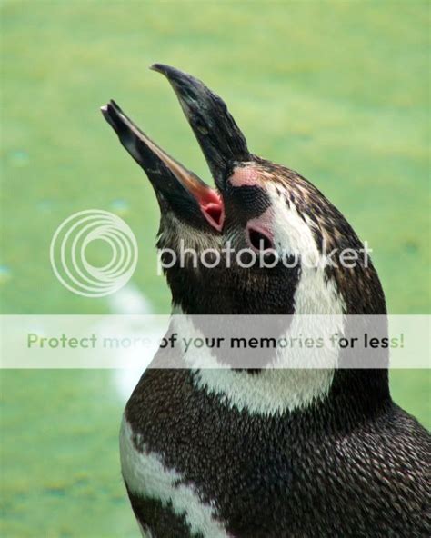 Laughing Penguin The Photography Forum