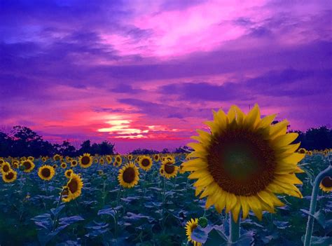 Sunflowers At Sunset Mmmaryluna Natural Landmarks Sunset Nature