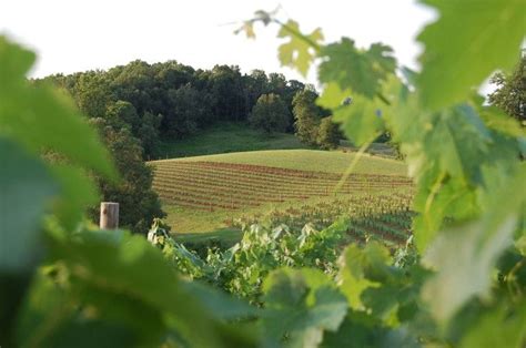 10 Gorgeous Wineries And Vineyards To Visit This Fall North Carolina