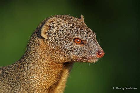 Profile Of A Slender Mongoose By Anthony Goldman Redbubble