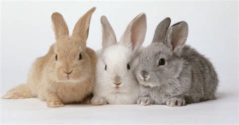 Rabbits For Sale In Alabama Rabbits Life