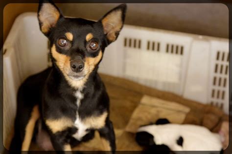 27 Full Grown Apple Head Chihuahua Black Photo Codepromos
