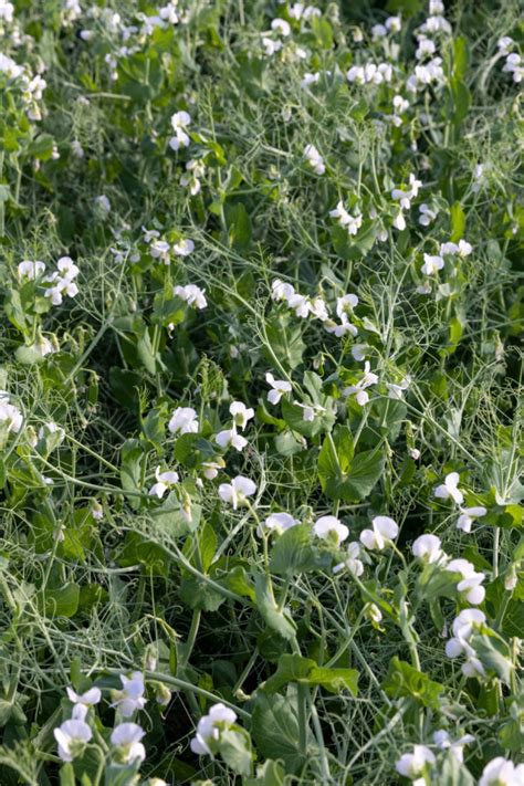 How To Plant A Garden Cover Crop With Field Peas This Fall