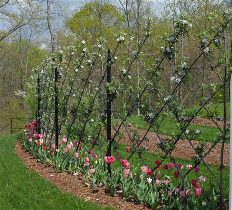 Espalier Fruit Trees More Fruit In Less Space Gardensall