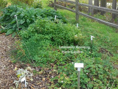 Backyard Patch Herbal Blog Immunity Boosting Herb Garden
