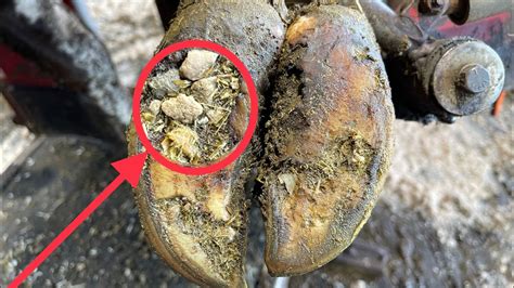 A Hoof Packed With Rocks Causes Problems Youtube