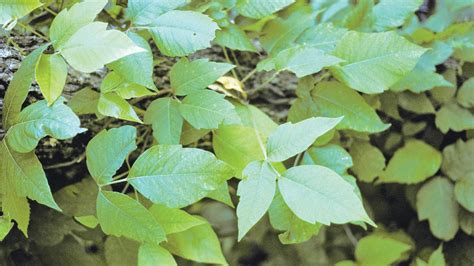 How to avoid the itch of poison ivy