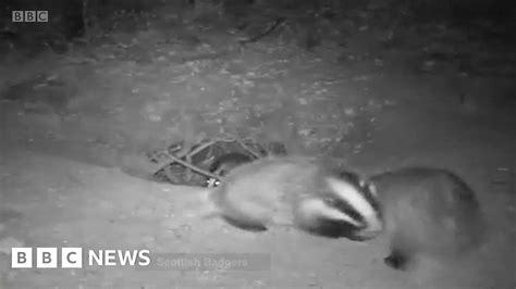 Badger Lessons Aim To Tackle Persecution Bbc News