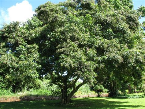 List Of Non Fruit Bearing Trees In The Philippines Fruit Trees