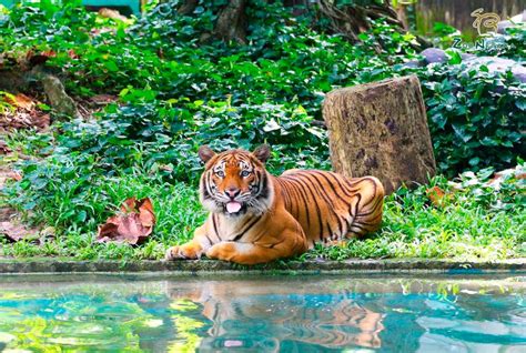 Guide To Visiting Zoo Negara