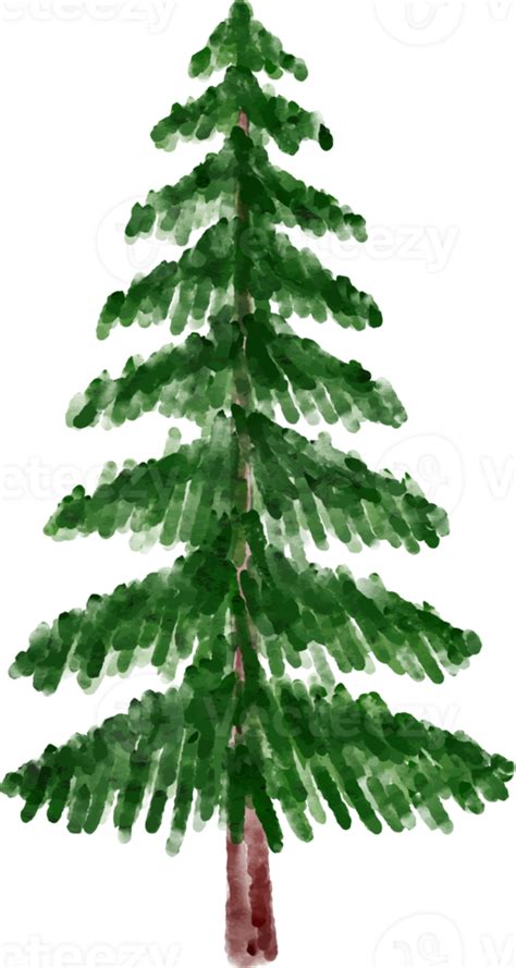 Christmas Watercolor Pine Tree 12500274 Png