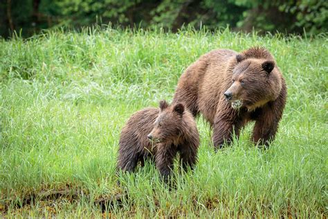 Learning To Clam Grizzly Bear Cubs In Khutzeymateen British Columbia