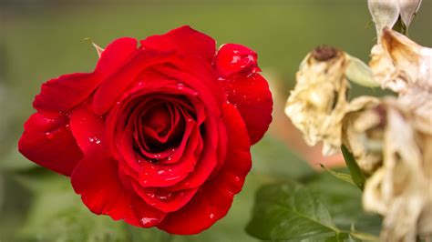 Download Wallpaper 2560x1440 Rose Flower Petals Plant Macro