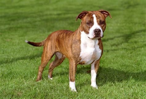 American Staffordshire Terrier Dog Breed Information 16 Fallinpets