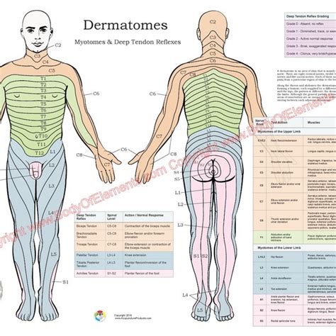 Dermatomes Myotomes And Dtr Chiropractic Poster X Chester Porn The