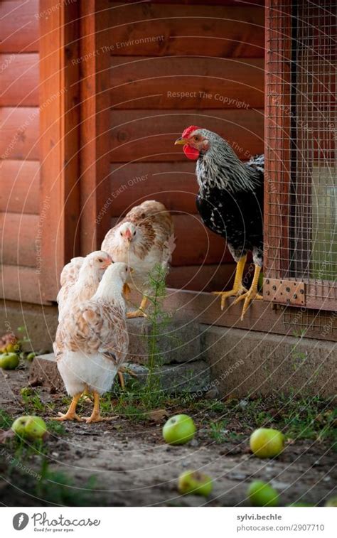Jugendliche Hühner Huhn Ein Lizenzfreies Stock Foto Von Photocase