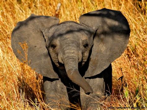 Cute Elephant Desktop Wallpaper Amazing Wallpapers