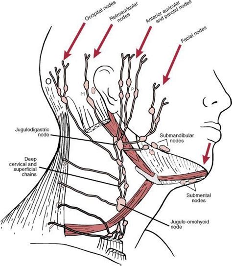 53 Best Manual Lymph Drainage Mld Images On Pinterest Lymphatic