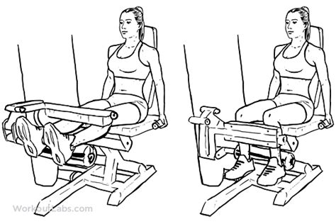 Seated Leg Curls Illustrated Exercise Guide Workoutlabs