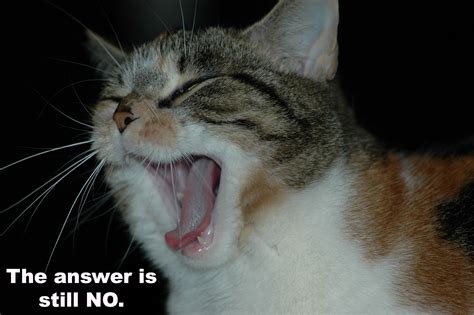 Funny Cat Meme Wallpaper Hd Picture Image