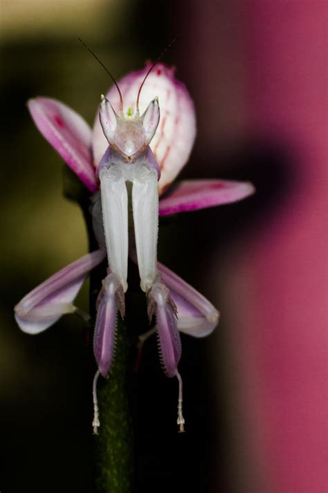 This kung fu pet can be obtained by opening the treasure chest in the spring summoning event. Mystery Creature revealed - the Orchid Mantis - Dr. How's ...