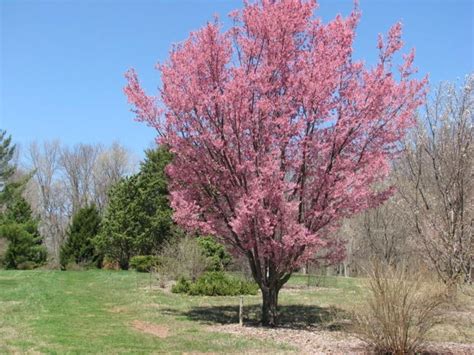 Okame flowering cherry trees for sale. Prunus 'Okame' - Okame flowering cherry | The Dawes Arboretum