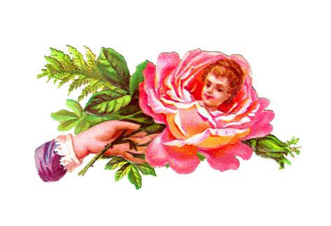 Victorian Rose Pictures