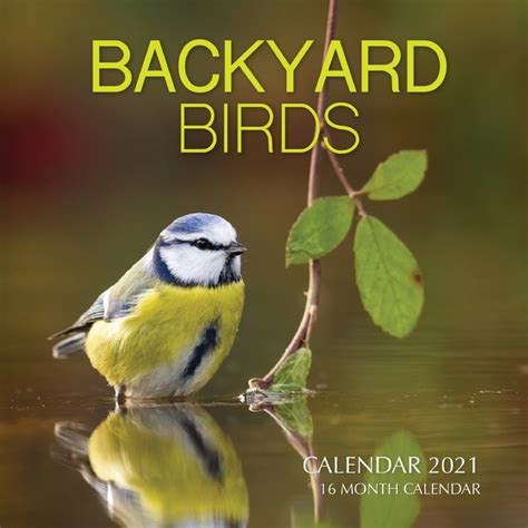 Backyard Birds Calendar 2021 16 Month Calendar Paperback