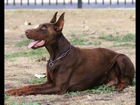 *top european blood lines from slovenia, poland, russia, serbia, italy, & yugoslavia. European Dobermans - Dog Breeders - Inglewood, CA