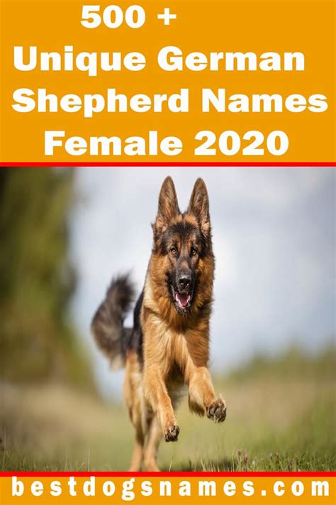 Unique Girl German Shepherd Names Kartpole