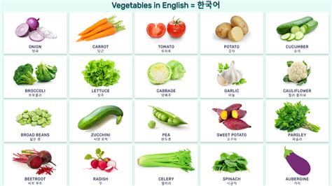 Check spelling or type a new query. 영어로 된 야채 Vocabulary: vegetables in English and Korean with ...