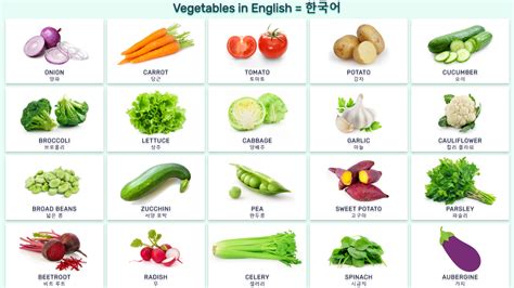 Arabic bengal bulgarian catalan chinese croatian czech danish dutch english estonian finnish french german greek hebrew hindi hungarian indonesian italian japanese korean. 영어로 된 야채 Vocabulary: vegetables in English and Korean with ...