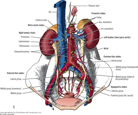 Accesssurgery Print Anatomy And Physiology Thoracic Duct Physiology
