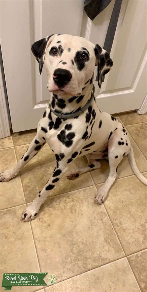 Dalmatian For Stud Stud Dog In Cleveland Tennessee United States