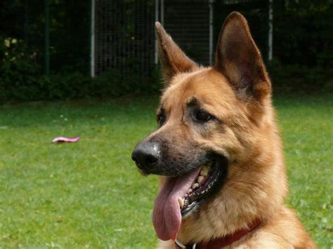 Muskie 6 Year Old Male German Shepherd Dog Available For Adoption