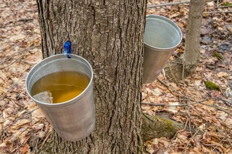 5 Ways To Eat Maple Syrup Straight From The Tree Tree Journey