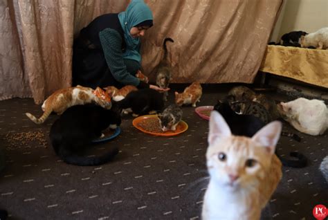 Maryams Wish For The Homeless Cats Of Gaza Photos Palestine Chronicle