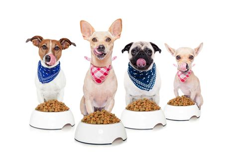 Most of them seem to date back to october, 20212. Top 10 Ratings of the Most Suitable Yet Healthy Dog Foods ...