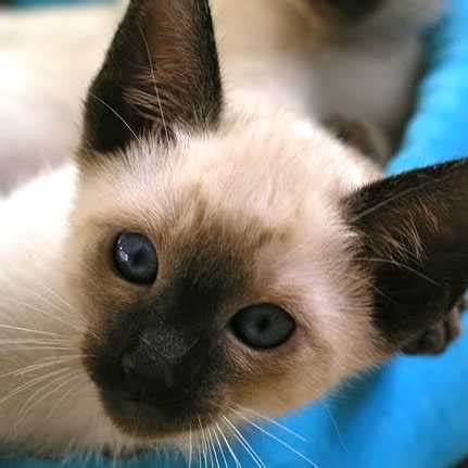 Spaying your cat or dog will provide them with a longer life by preventing uterine infections and breast tumors. Himalayan Cat Price - Cat and Dog Lovers