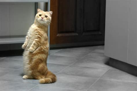 25 Adorable Stand Up Cats Here To Make Your Day Pickchur