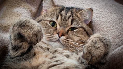 Cat Wallpaper Free Downloads #10508 Wallpaper | WallDiskPaper