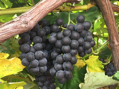 Cornell Labs Newest Grape Variety Boasts Size Robustness
