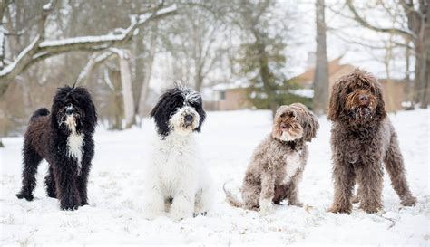 Barbet Photo French Water Dogs American Barbet Breeder Water Dog